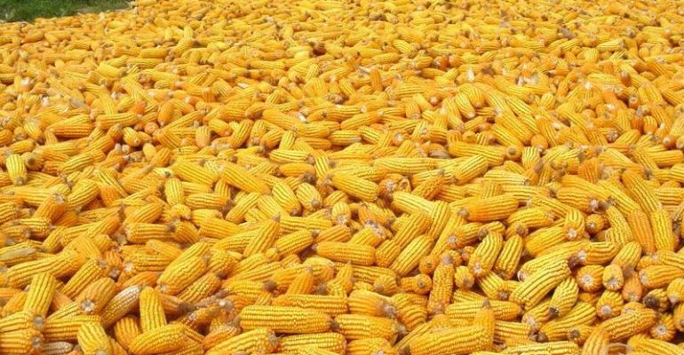 Top 50 Maize Importer Country