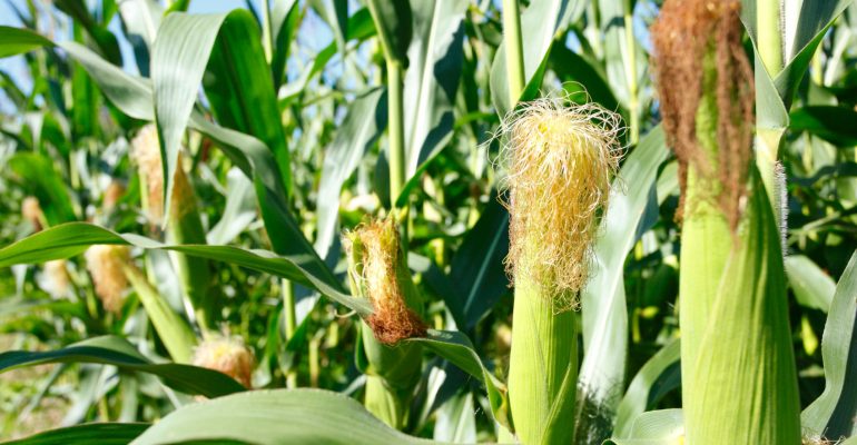 Top 10 Largest Maize Producing Countries in the world