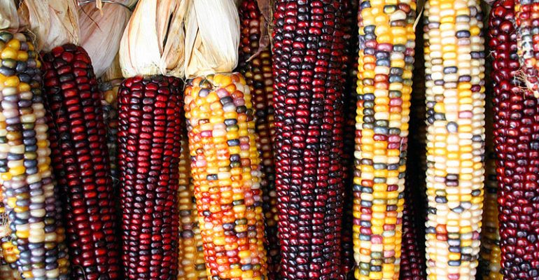 Types and uses of maize