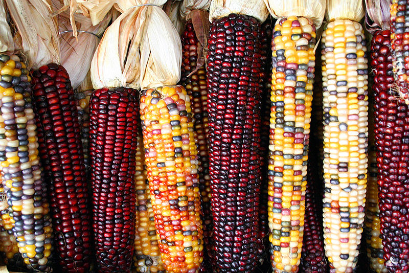 Types and uses of maize - Keshrinandan Enterprise